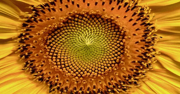 Brand New Fibonacci sequence Discovered by Accident in Attempt to Harvest Sunlight