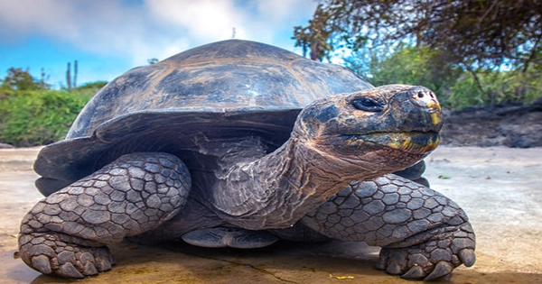 Brand New Species of Giant Tortoise in Galápagos Reveals Decades-Long Mix-Up