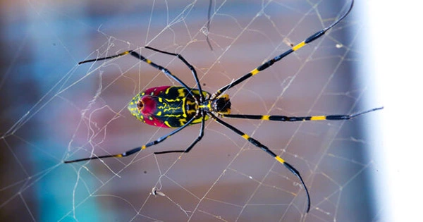 Giant Parachuting Jorō Spider Predicted To Make America’s East Coast Its Permanent Home