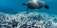The Great Barrier Reef May Be Suffering another Mass Bleaching Event