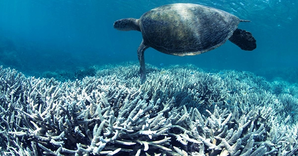 The Great Barrier Reef May Be Suffering another Mass Bleaching Event