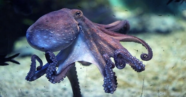 We Might Now Finally Know Why Octopus Brains Are So Complex