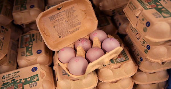 Why Free-Range Eggs Are No Longer On Shop Shelves in the UK