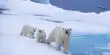 World Polar Bear Day All Things Cubs with Polar Bears International’s Geoff York
