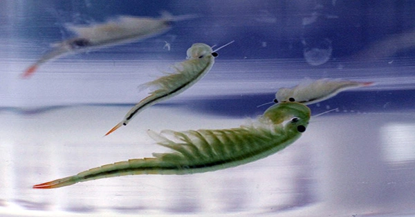 100 Million-Year-Old Fairy Shrimp Fossil Suggests It Could Make Babies All on Its Own