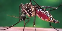 Genetically Modifying Florida Mosquitoes Successfully Reduced Populations, Study Finds