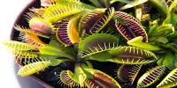 Grow Your Own Venus flytrap Traps for Only $19.99
