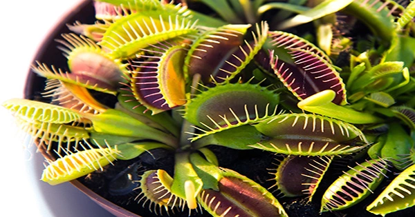 Grow Your Own Venus flytrap Traps for Only $19.99