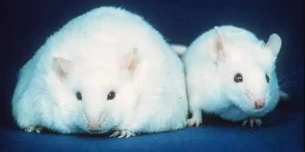 In-Obese-Mice-Increasing-Liver-mRNAs-Reduces-Appetite-and-Body-Weight-1