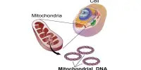 In Primary Mitochondrial Illness, the Benefits of Exercise can Vary Substantially