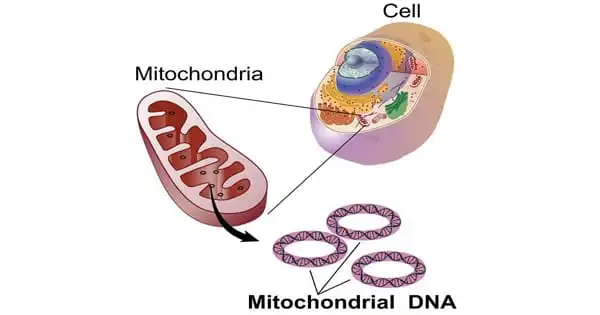 In Primary Mitochondrial Illness, the Benefits of Exercise can Vary Substantially