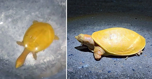 Incredibly Rare and Very Tiny Albino Turtle Spotted In India