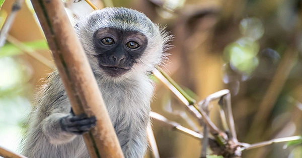 Monkeys Love Boozy Fruit, Which May Explain Our Weakness for Alcohol