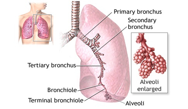 New-Treatments-for-Seasonal-or-Intermittent-Asthma-are-being-Studied-1