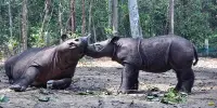 Rare Baby Sumatran Rhino Born At an Indonesian Sanctuary