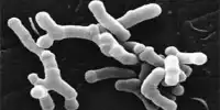 Microbiota in Gut may influence Cancer Treatment Response