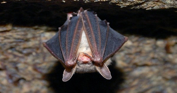The Moth Darwin Predicted Can Jam Bats’ Sonar to Protect Itself from Becoming Dinner