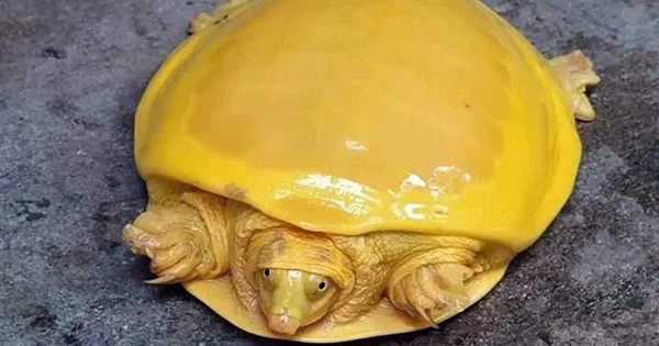 Incredibly Rare and Very Tiny Albino Turtle Spotted In India