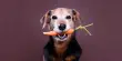 You’re Probably Feeding Your Dog Wrong, US Study Suggests