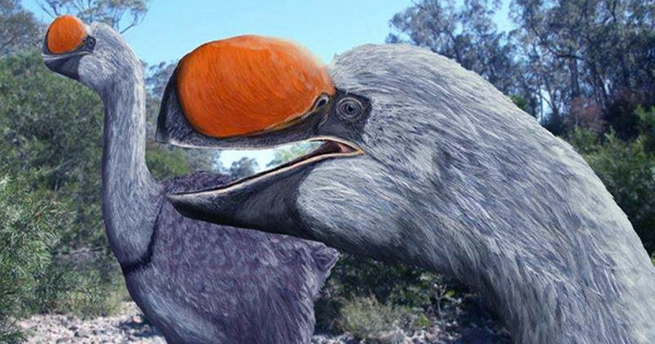 Australia Once Had 6-Foot Demon Ducks of Doom and Early Humans Stole Their Eggs