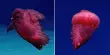 Never Seen a Swimming Headless Chicken Monster Feast Your Eyes on This One