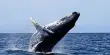 New Humpback Whale Call Recorded By Scientists for First Time