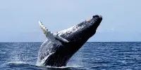 New Humpback Whale Call Recorded By Scientists for First Time