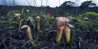 People Are Picking Carnivorous Penis Plants and Cambodia’s Ministry Of Environment Isn’t Happy
