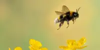 Pollinators can be saved using Satellites and Drones