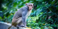 Rare Mystery Monkey Hybrid of Distantly Related Species Found In Borneo