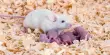 Researchers Screamed At Rats for 3 Weeks, Turns Out It Causes Fertility Issues