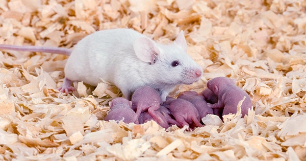 Researchers Screamed At Rats for 3 Weeks, Turns Out It Causes Fertility Issues