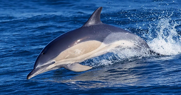 Dolphins can identify their friends by taste, study shows for the