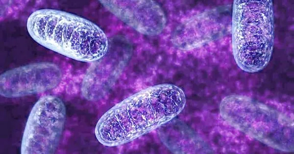 Scientist discovers Aging Signs in Mitochondria