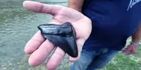 Six-Year-Old Boy Finds Massive Megalodon Tooth, Impressing Scientists