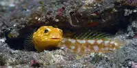 Some Male Fish Incubate Eggs Fertilized By Others in Their Mouths