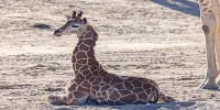 Three-Month-Old Baby Giraffe Receives Specialized Braces So She Can Walk
