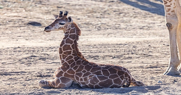 Three-Month-Old Baby Giraffe Receives Specialized Braces So She Can Walk