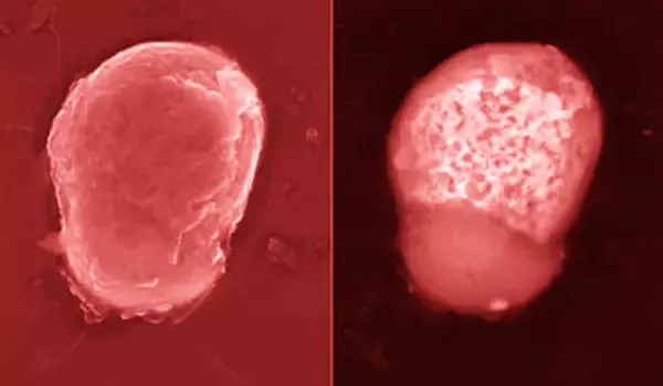 Using-a-Traditional-Scanning-Microscope-to-Investigate-Electrons-1