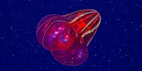 Video of Bloody-Belly Comb Jelly Pooping Could Be World-First Footage