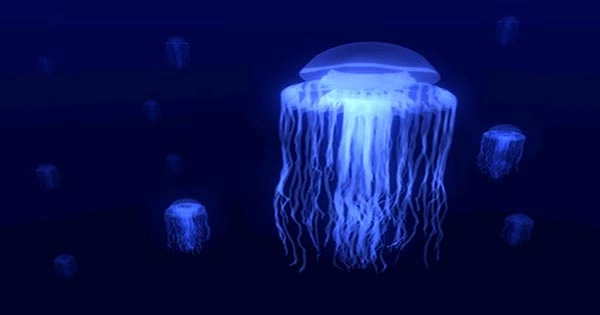 Watch This Gorgeous New Species of Flying Saucer-Like Jelly Swish Around In the Midnight Zone