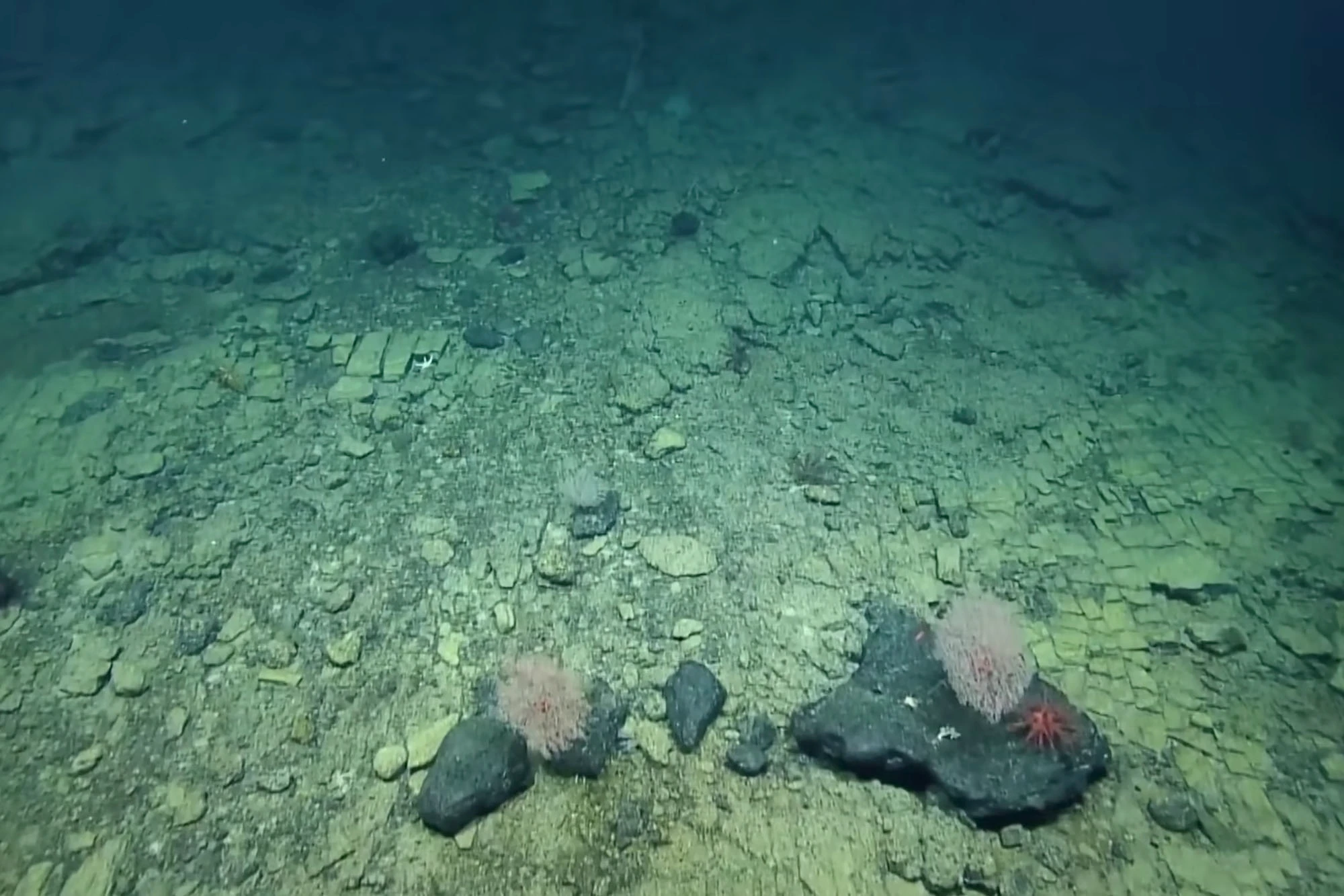 Yellow Brick Road Discovered In Pacific Ocean during First-Ever Exploration of Underwater Volcanoes