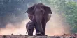 Elephants Sniff, Carry, and Kick Their Dead in Youtube Videos Analyzed By Scientists
