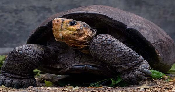 Extinct Giant Galapagos Tortoise Found Chilling Alone On Remote Volcanic Island