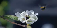 Great Day for Bumblebees As Californian Court Rules That They Are Fish