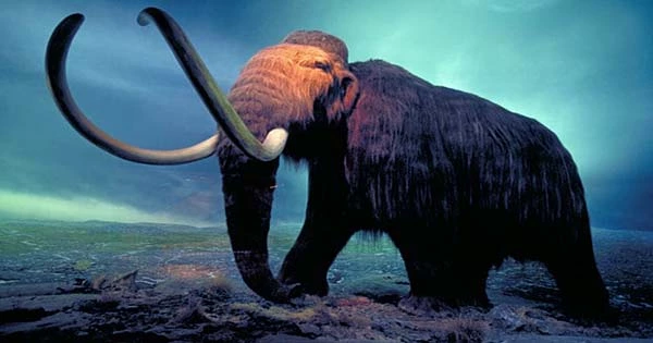 Humans Back To Being Suspects in Mammoths’ Extinction
