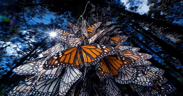 Monarch Butterflies Actually Smashing It despite Fears They Were In Dire Trouble