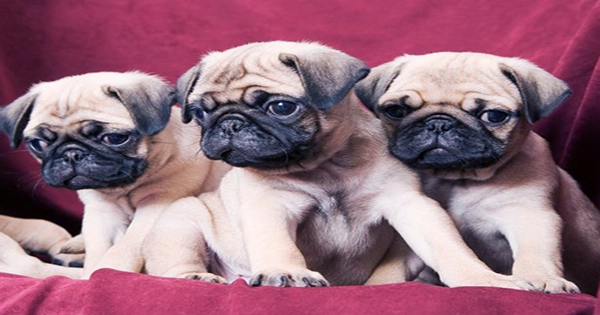 Pugs Can No Longer Be Considered a Typical Dog Due To Health Issues, Says Study