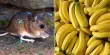 Researchers Accidentally Discover Why Male Mice Are Scared Of Bananas