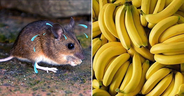 Researchers Accidentally Discover Why Male Mice Are Scared Of Bananas